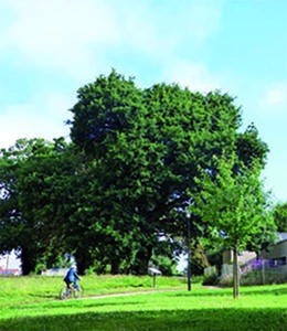 Chêne centenaire - Parc Delaroze à Aizenay